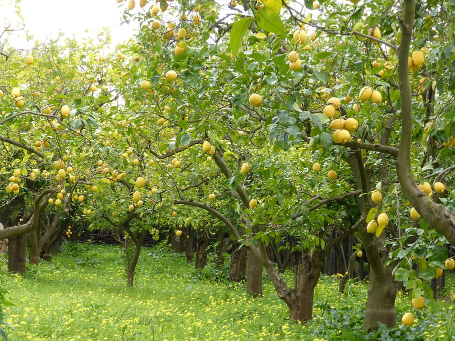 lemon-grove-lemons-lemon-trees-green