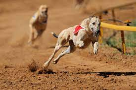 dogracing